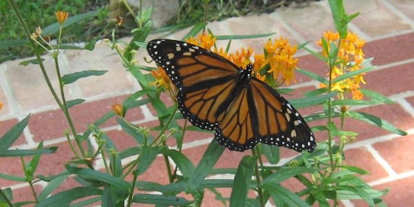 Monarch butterfly on Butterfly Weed.  Photo by A.Ambler.