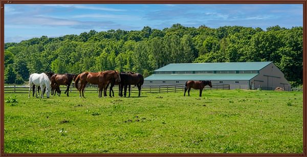 Horses grazing in a field by a large barn