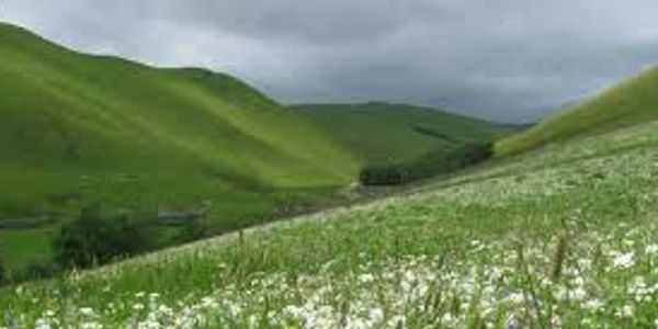 Green hills with a field of white flowers under a cloudy sky.