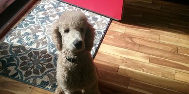 Standard Poodle puppy by the door, at the entry, waiting to go for a walk