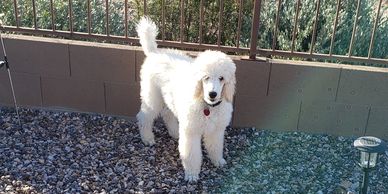 standard poodle puppy in Arizona, in the backyard