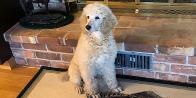 Standard Poodle puppy, male, after a haircut