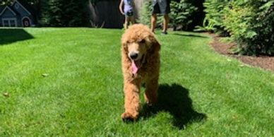 calm puppy, standard poodle, gorgeous male puppy