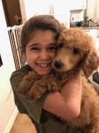 New standard poodle puppy, red curly, excited girl about her new puppy