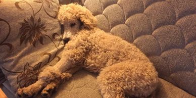 happy and healthy, best fit puppy, female, standard poodle, sleeping on the couch