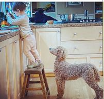 Standard Poodle Puppy and toddler girl in kitchen