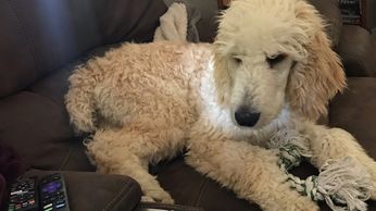 Standard Poodle cream male dog sitting on the couch, watching TV
