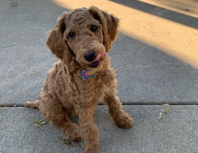 playful red Standard Poodle female puppy, licking her lips