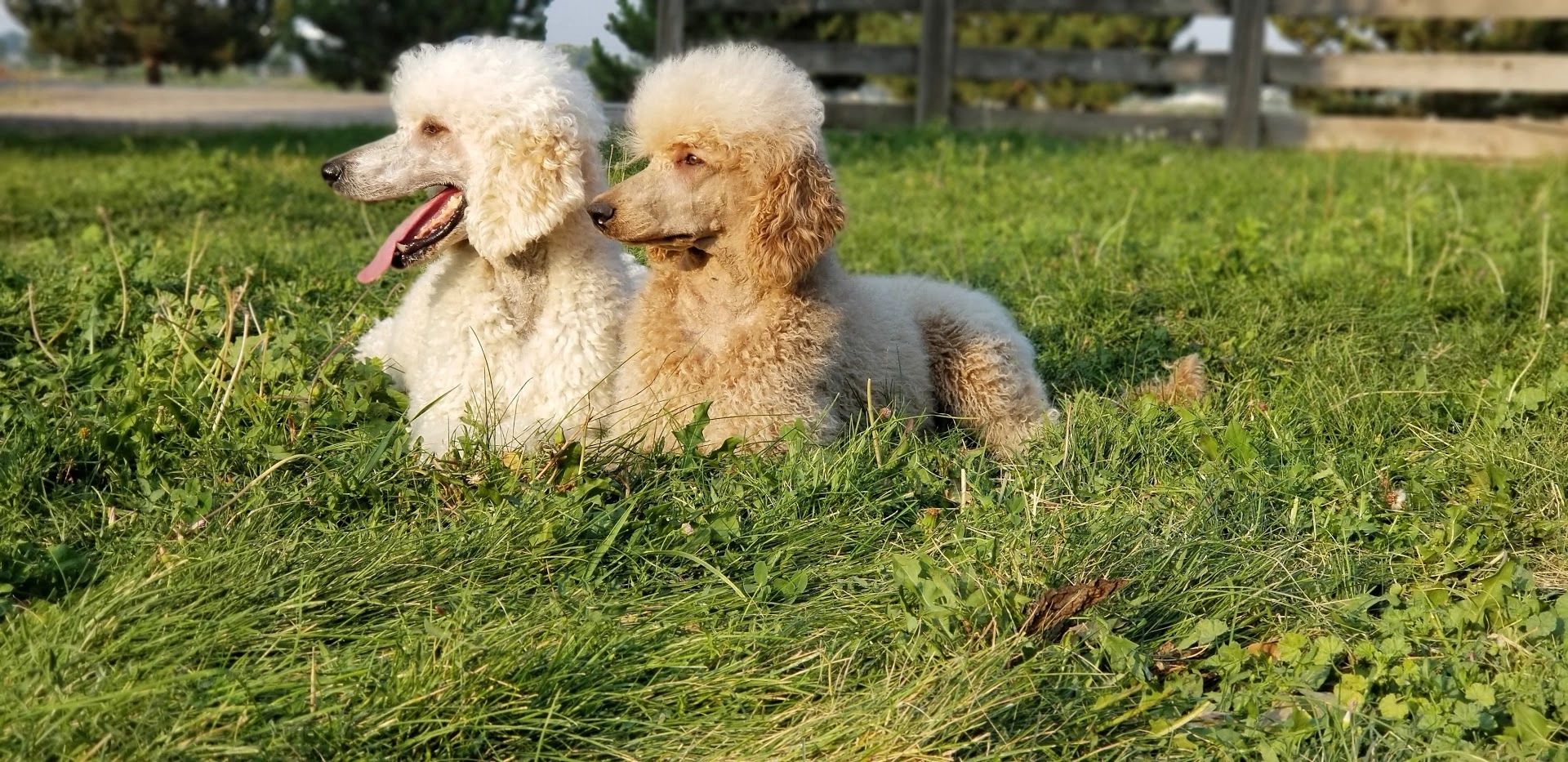 standard poodle, apricot, cream