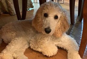 cream Standard Poodle male puppy under the table