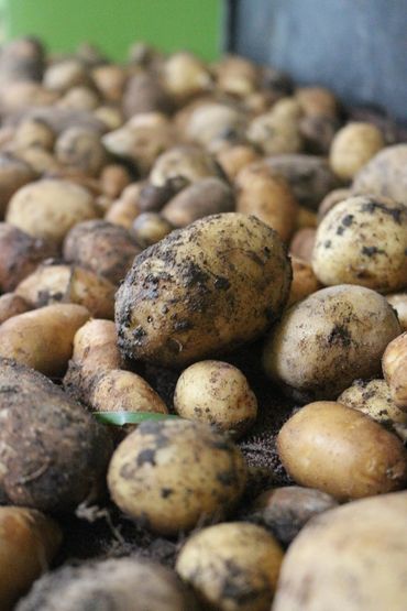 Humble hive Consulting offers permaculture design and garden planning services in Southwest Ohio.