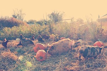 Humble hive Consulting offers permaculture design and garden planning services in Southwest Ohio.