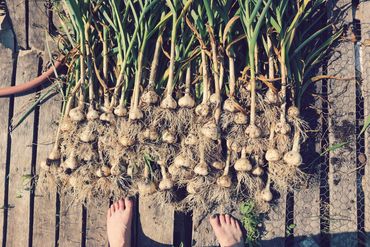 Humble hive Consulting offers permaculture design and garden planning services in Southwest Ohio.