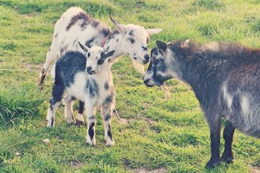 Humble hive Consulting offers permaculture design and garden planning services in Southwest Ohio.