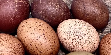 Black Copper Marans, BCM, Maran, chocolate eggs
