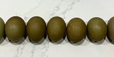 Olive Eggers