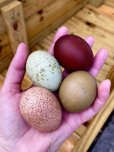 rainbow eggs, chicken eggs, colorful eggs, chicken breeder, marans, chocolate eggs