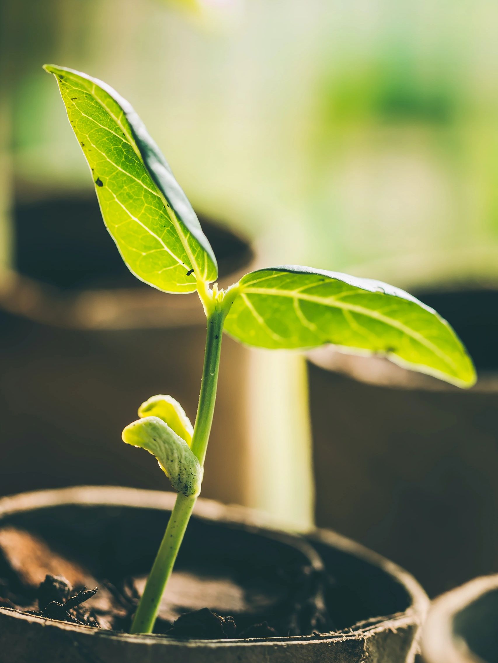 Close-up of a young green plant sprouting in a pot under sunlight.