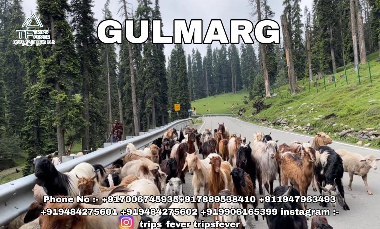 folk of cattle's at gulmarg 