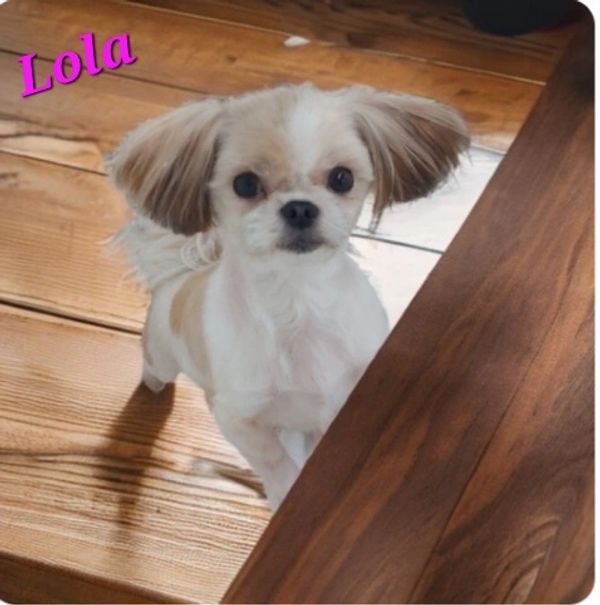 Small dog named Lola peeking over a wooden surface.