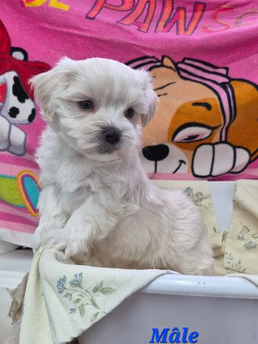White fluffy puppy sitting in a basket with a colorful cartoon background.