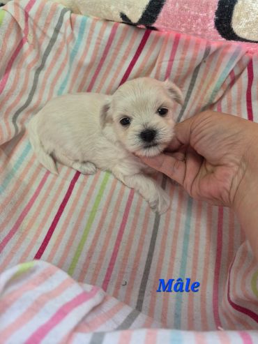 Small white male puppy resting on a colorful striped blanket.