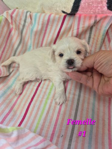 A small white puppy lying on a colorful striped blanket.