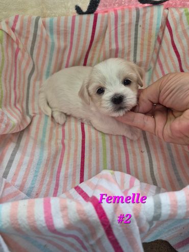 Small white female puppy resting on a striped blanket.