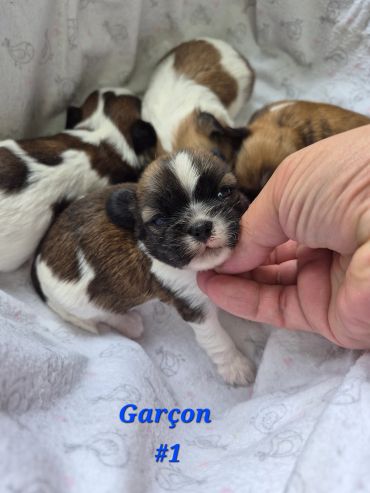 A small puppy being gently petted among four puppies.
