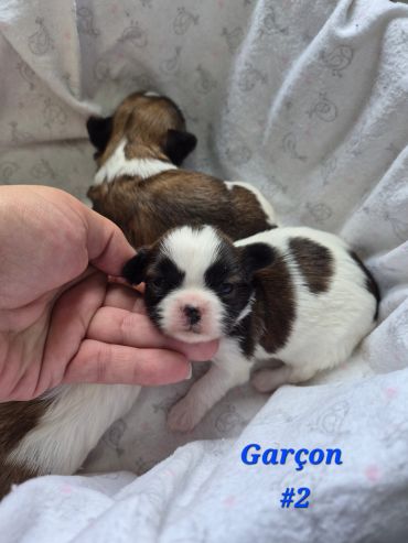 Two adorable puppies resting on a soft blanket, one gently held by a person's hand.
