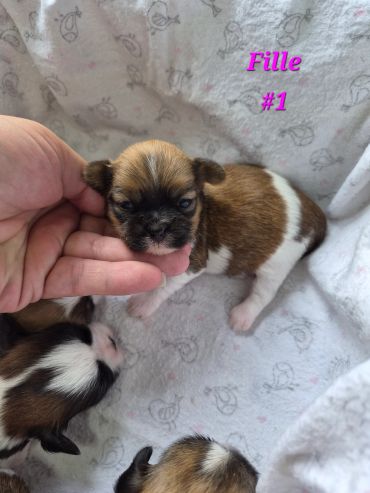 Hand gently holding a small brown and white puppy labeled 'Fille #1'.