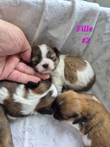 Three tiny puppies resting together on a soft blanket.