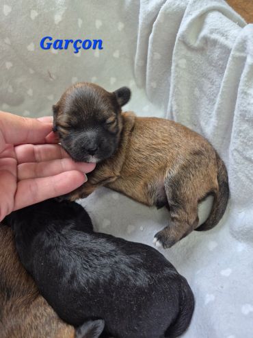 Newborn puppies resting on a soft blanket with one being gently held.