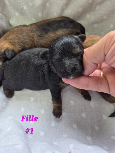 Newborn puppy labeled Fille #1 being gently held by a person's hand.