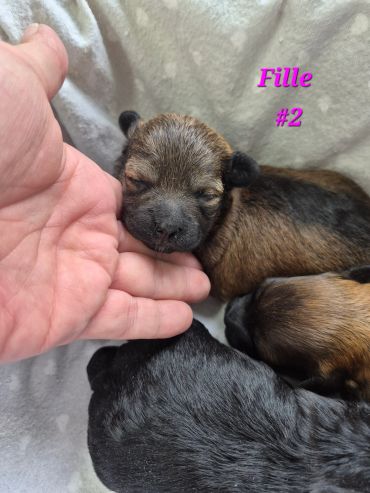 A hand gently cradles a sleeping newborn puppy labeled 'Fille #2'.