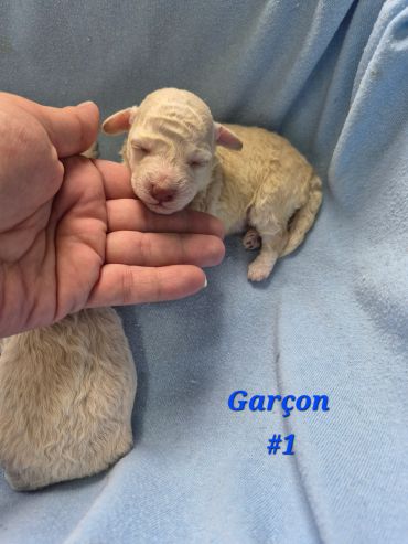Newborn cream-colored puppy resting on a blue blanket, held gently by a hand.
