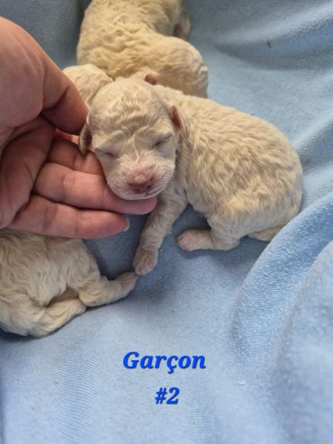 Newborn curly-haired puppy resting on a blue blanket with a hand gently holding its head.