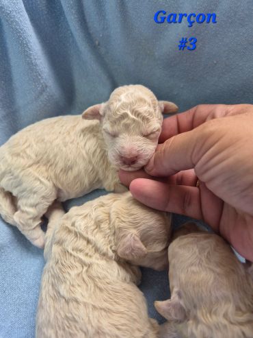 Three newborn curly-haired puppies lying on a blue blanket, one gently held by a hand.