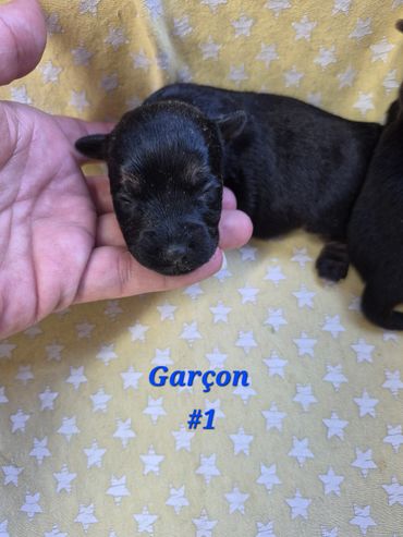 A newborn black puppy held gently on a star-patterned blanket.