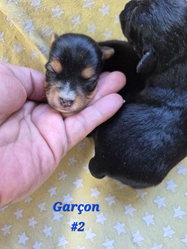 A tiny newborn puppy cradled gently in a hand on a star-patterned blanket.