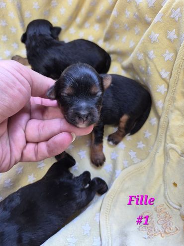 Newborn black and tan puppies resting on a star-patterned yellow blanket.
