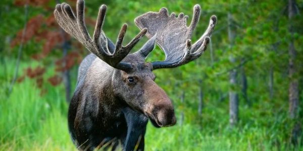 A moose with large antlers stands in a lush green forest.