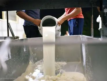 Two people pouring milk into a large container filled with milk and curds.