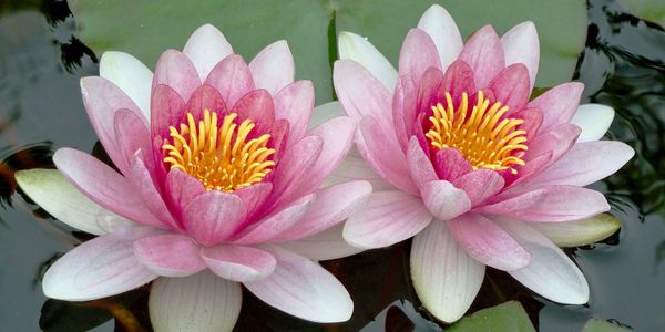 Two lotus flowers float in a pond