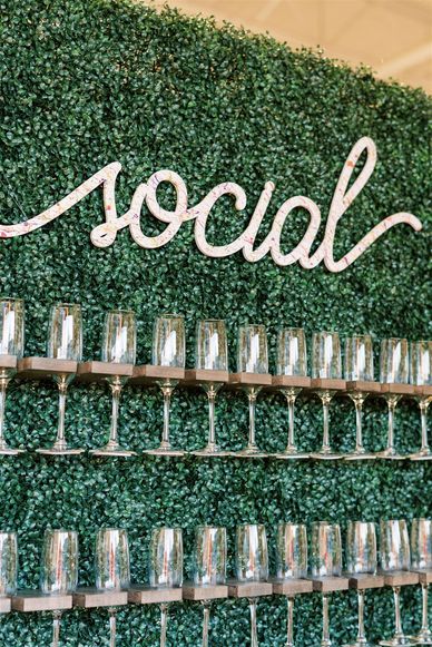 Boxwood Champagne hedge wall 8 foot tall