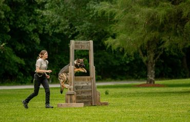 A German Shepherd jumps over a wooden obstacle during training.