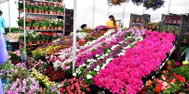 çiçek festivali, manisa çiçek festivali, ankara çiçek festivali, istanbul çiçek festivali, çiçek, 