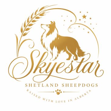 Elegant logo featuring a Shetland Sheepdog with golden wheat and stars.
