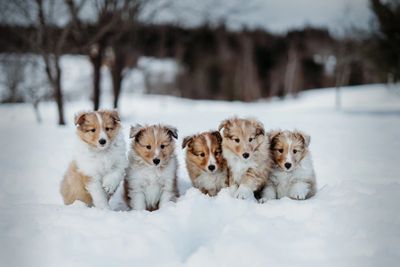 Five fluffy puppies sitting closely together in the snow.