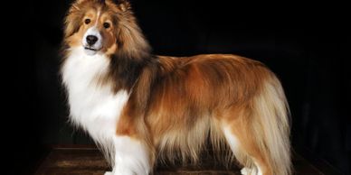 Pure for Sable Sheltie
Ch. Zesta Star In The Skye NS "Winnie" - Kennel Skyestar